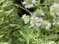 Pycnanthemum verticillatum