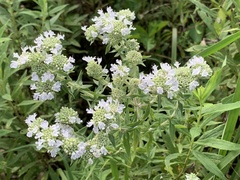 Pycnanthemum verticillatum