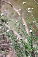 Phylica callosa
