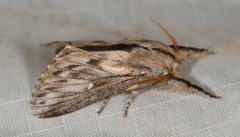 Sphinta cossoides