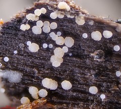 Pezizellaceae