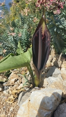 Arum dioscoridis