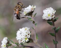 Phylica callosa