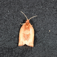 Tacertaenia polonorum