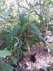 Lysimachia thyrsiflora