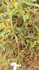 Barleria pretoriensis