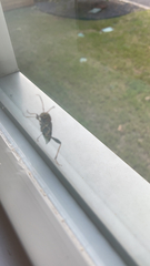 Neoclytus mucronatus