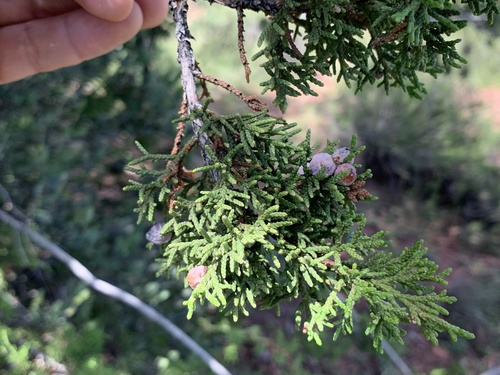 redberry juniper
