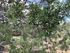 Juniperus arizonica