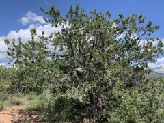 Juniperus arizonica