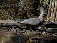Corythaixoides concolor concolor