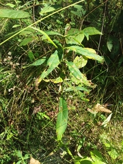 Lysimachia thyrsiflora