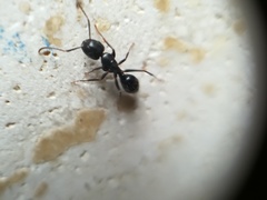 Camponotus fallax