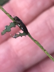 Agrilus addendus