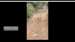 Didelphis virginiana