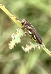 Agrilus addendus