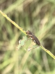 Agrilus addendus