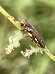 Agrilus addendus