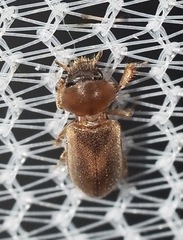 Tropicus pusillus