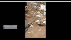 Didelphis virginiana