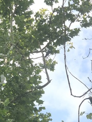 Ictinia mississippiensis