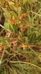 Searsia magalismontana magalismontana