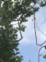 Ictinia mississippiensis