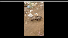 Didelphis virginiana