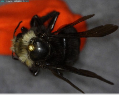iNaturalist observation photo of Yellow-faced Bumble Bee