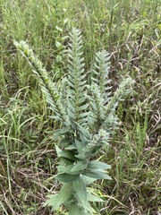 Lithospermum bejariense