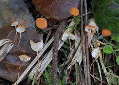 Marasmius armeniacus