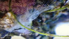 Amphibalanus amphitrite