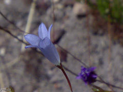 Prismatocarpus brevilobus