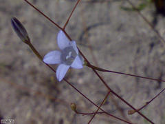Prismatocarpus brevilobus