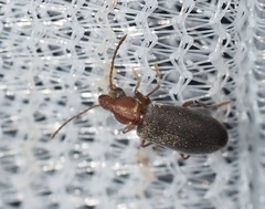 Notoxus murinipennis