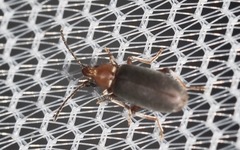 Notoxus murinipennis