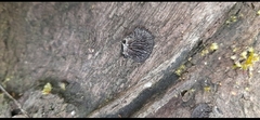Resupinatus niger