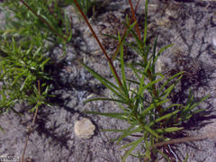 Prismatocarpus brevilobus