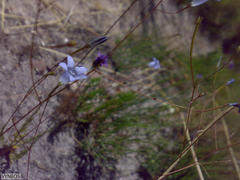Prismatocarpus brevilobus