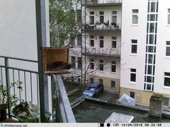 Phoenicurus ochruros