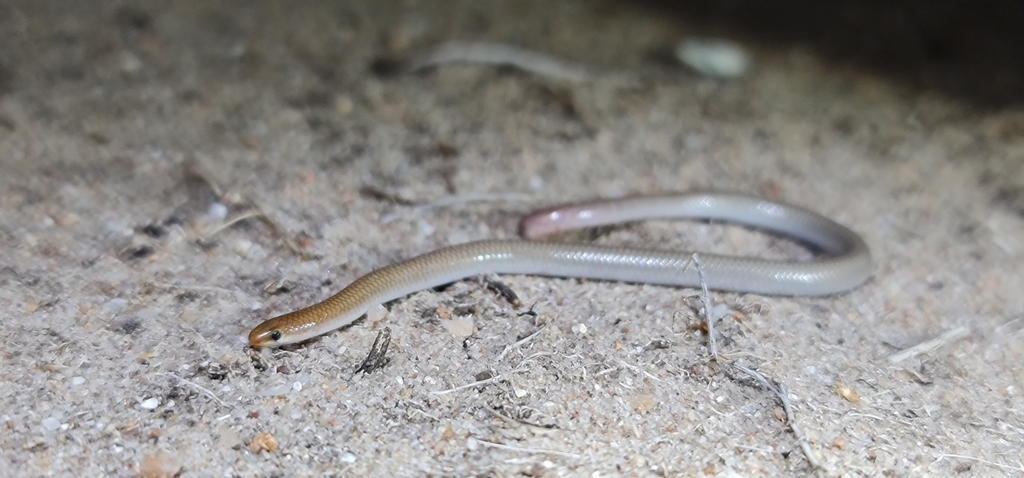 Mallee Worm-Lizard