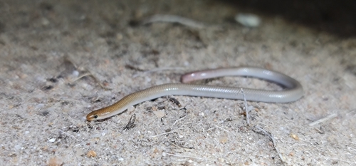 Mallee Worm-lizard, Aprasia inaurita