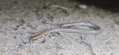 Aprasia inaurita