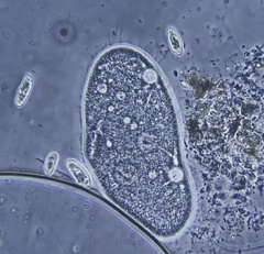Paramecium aurelia