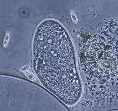 Paramecium aurelia