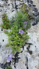 Campanula lyrata