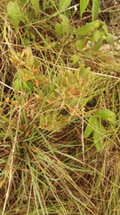 Searsia magalismontana magalismontana