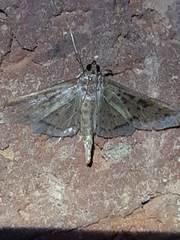 Lepidoptera