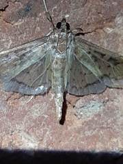 Lepidoptera