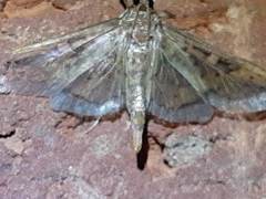 Lepidoptera